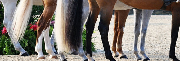 Close-up of horse's legs lined up in a hunter show ring.
