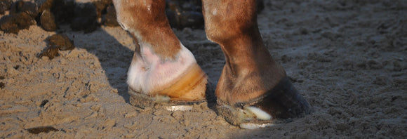 Close-up of a horse's feet with corrective shoeing