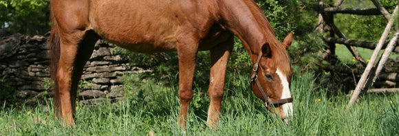 Senior horse grazing in a pasture