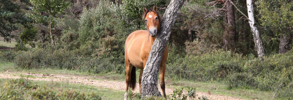 Horse scratching his mane on a tree.