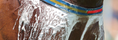 Close up of sweat on a horse's chest.