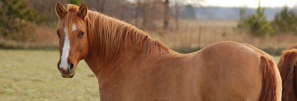 Fat horse in a pasture
