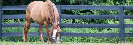 Overweight horse wearing a muzzle during turn-out