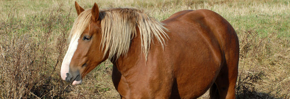 Overweight draft horse standing in a pasture