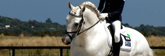 Grey dressage horse performing at a show