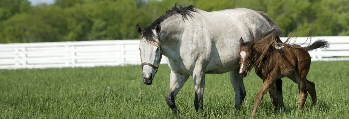 Mare and foal walking through a pasture