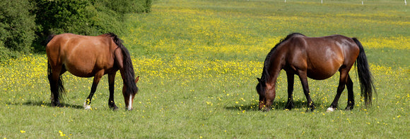 Two pregnant mares grazing in a pasture.