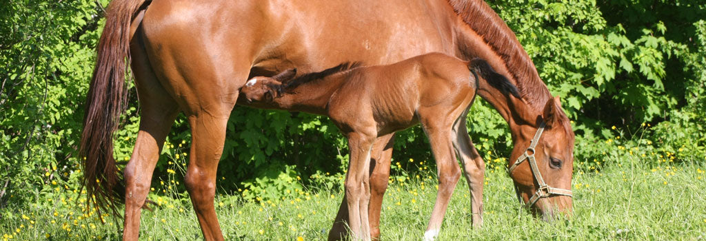 Foal nursing while a mare grazes in a pasture