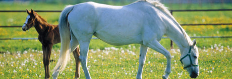 Mare and foal in a pasture