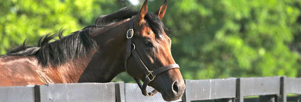 Stallion looking over a fence.