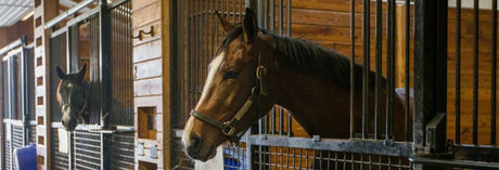Young racehorses looking out stall doors in a barn.