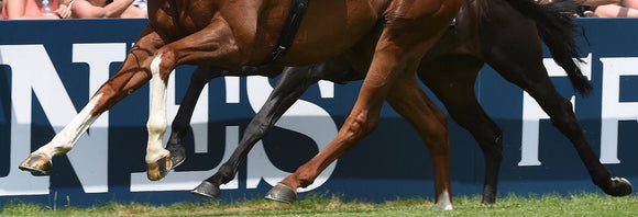 Close-up of racehorses' legs galloping on the turf.