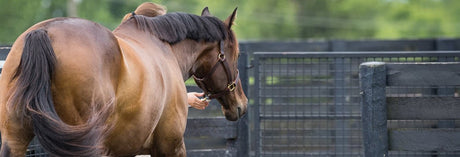 KER research horse being led to turn-out.