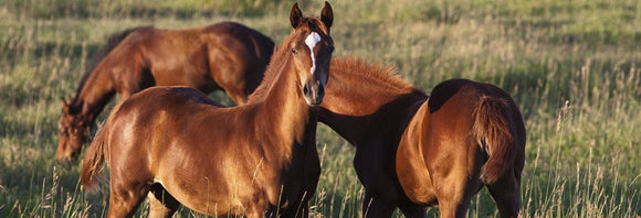 Young horses standing in a field