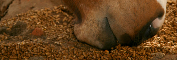 Close-up of a horse eating a pelleted feed