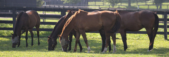 Group of horses grazing in a summer pasture
