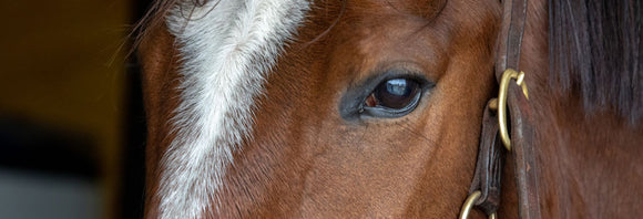 Close-up of a horse's eye and forehead