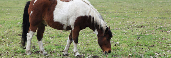 Hairy pony grazing in a pasture
